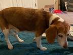 Adopt Cora a Basset Hound, Beagle