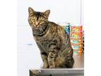 Adopt Princess a Domestic Short Hair