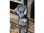 Adopt Laela a Weimaraner