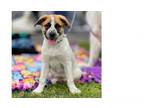 Adopt Fluffer Nutters: Kalani a Great Pyrenees, Australian Cattle Dog / Blue