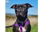 Adopt Winifred a Pit Bull Terrier