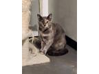 Adopt Laverne a Dilute Tortoiseshell
