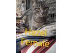 Adopt Hazel a Domestic Short Hair