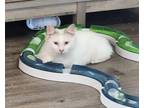 Adopt IVY a Domestic Long Hair, Siamese