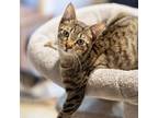 Adopt Pixel a Tabby