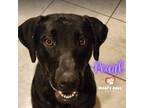 Adopt Pearl a Labrador Retriever