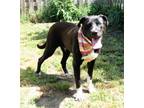 Adopt Laurel a Mastiff, Labrador Retriever