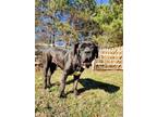 Adopt Sparrow a Neapolitan Mastiff