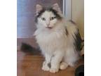 Adopt Spencer a Domestic Long Hair