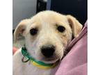Adopt Memphis a Jack Russell Terrier, Border Collie