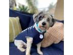 Adopt Breezy a Havanese