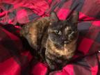 Adopt Tourmaline a Domestic Short Hair