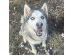 Adopt Sissy a Siberian Husky