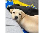 Adopt Shelby the puppy a Labrador Retriever, Mixed Breed