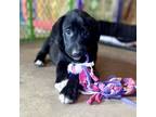 Adopt Jambalaya a Black Labrador Retriever, Great Dane