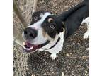 Adopt Cleo a Treeing Walker Coonhound, Hound