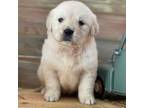 Golden Retriever Puppy for sale in Stephenville, TX, USA