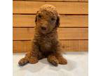 Goldendoodle Puppy for sale in Stephenville, TX, USA