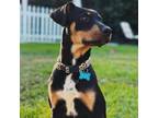 Adopt Georgia a Doberman Pinscher