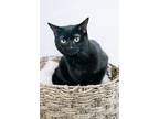 Adopt Savannah a Domestic Medium Hair