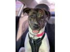 Adopt Mia a Australian Cattle Dog / Blue Heeler, Terrier