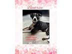 Adopt Beatrice a Mixed Breed