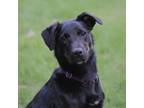 Adopt Rue a Black Labrador Retriever, Mixed Breed