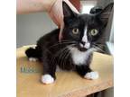 Adopt Carousel a Domestic Short Hair