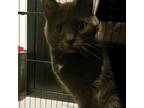 Adopt Diamond a Domestic Short Hair, Russian Blue