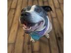 Adopt Smiley a Staffordshire Bull Terrier