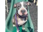 Adopt Tesha a Staffordshire Bull Terrier