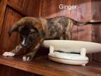 Adopt Ginger a Hound, Labrador Retriever
