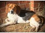 Adopt Lacey a Beagle