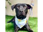 Adopt PENNY a American Staffordshire Terrier, Labrador Retriever