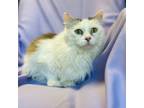 Adopt NALA a Domestic Medium Hair