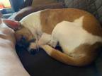 Adopt Turkey a Jack Russell Terrier, Corgi