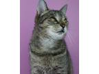 Adopt Mavis a Domestic Short Hair