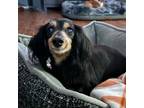 Adopt Gracie (IVDD Recovery) a Miniature Dachshund