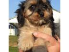 Cavapoo Puppy for sale in Carlisle, KY, USA