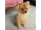 Pomeranian Puppy for sale in Havelock, NC, USA