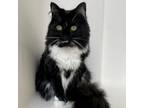 Adopt Boots a Maine Coon, Tuxedo