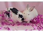 Adopt Kini and Matilda a Bunny Rabbit, Californian