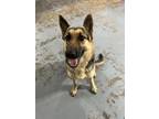 Adopt Avery a German Shepherd Dog