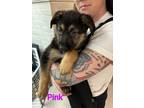 Adopt GSD Puppies - Pink a German Shepherd Dog