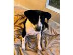 Adopt Panda a Pointer