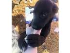 Adopt Kit a Black Labrador Retriever, Maremma Sheepdog