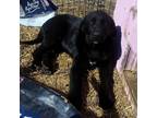 Adopt Phoebe a Black Labrador Retriever, Maremma Sheepdog
