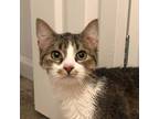 Adopt Daisy a Domestic Short Hair