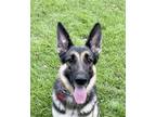 Adopt Fefe a German Shepherd Dog