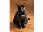 Adopt Snickers (courtesy post) a Tortoiseshell
